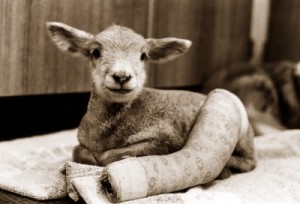 cute-lamb-broken-leg-400x272